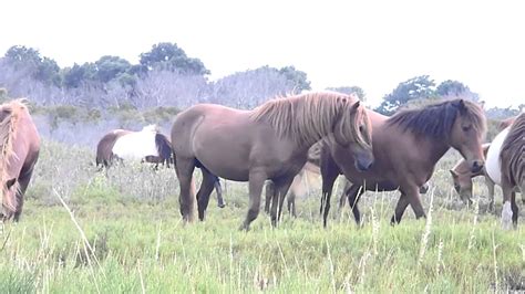 At the height of breeding season, a band stallion fends off. . Mating horses in the wild